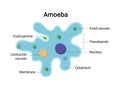 Vector illustration of amoeba anatomy. Educational structure Royalty Free Stock Photo